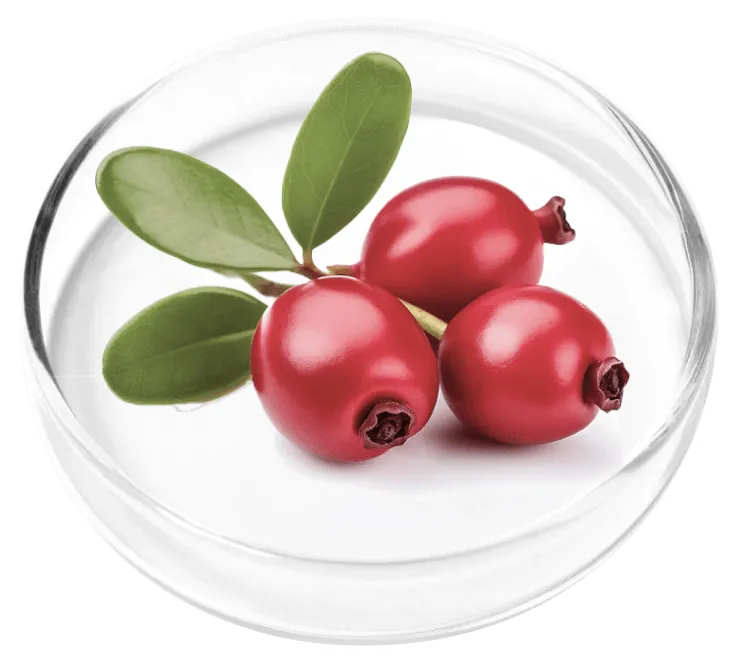 Bearberry