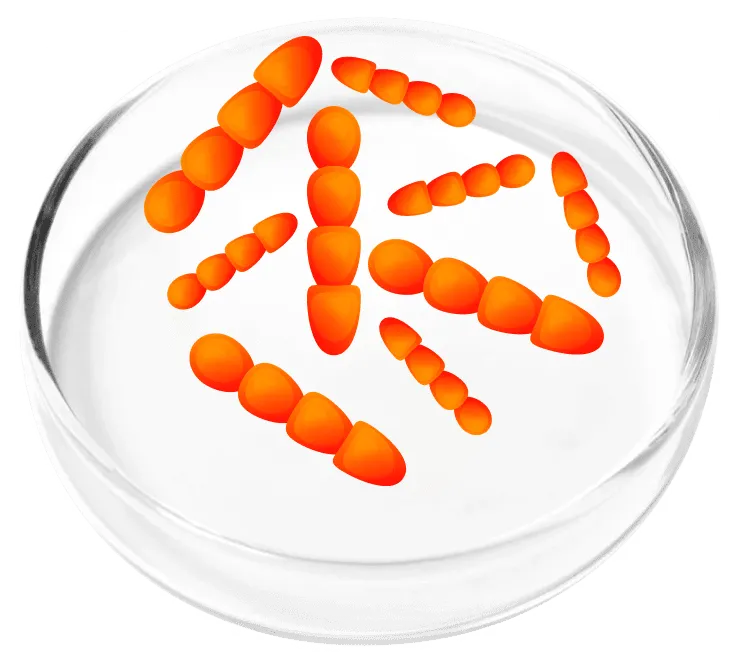 Lactobacillus Crispatus