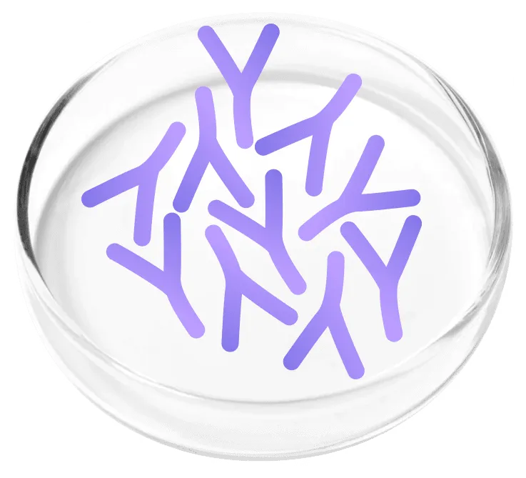 Lactobacillus Plantarum