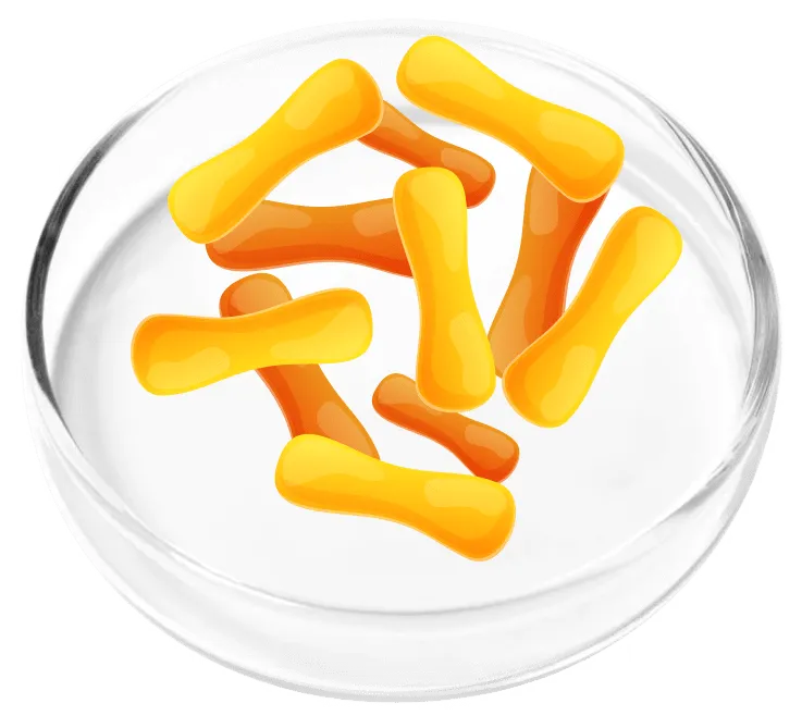 Lactobacillus Casei